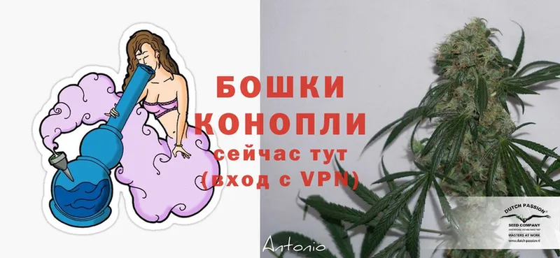 Каннабис SATIVA & INDICA  где купить наркоту  Вилючинск 